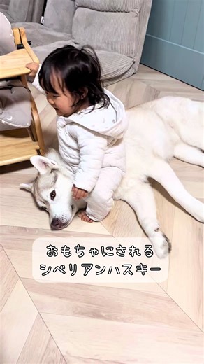 いっつもイリーナの近くかお兄ちゃんにひっついてる娘😝 後追いするけどイリーナたちのおかげで助かってます❣️ やっぱ子育ては家族でしないとね😘 イリーナおばちゃんは厳しくしつつも優しく育ててくれます🐶 ただ四足歩行の見本がいるからハイハイはものすごい早いけどまだ歩こうとしません🤣 #シベリアンハスキー #大型犬のいる生活 #犬とあかちゃんのいる暮らし #ハスキーと赤ちゃん