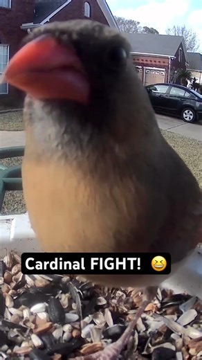 Cardinal FIGHTING! 😆