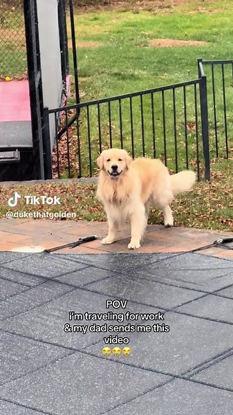 When I miss my golden retriever but this is him… 😭😭😭😭 #goldenretriever