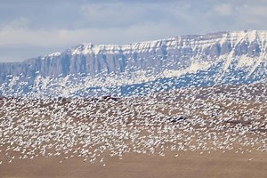 Mild weather impacts fall migration of swans and geese through Freezout Lake