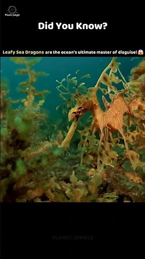 The Leafy Sea Dragon—Nature’s Invisible Sea Creature! 🐉🌊 #leafyseadragon #sealife #animalfacts