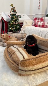 🐶Our teddy velvet dog bed is made of breathable and soft teddy velvet fabric, allowing dogs to enjoy a lazy and comfortable deep sleep at any time.😍 | FUNNYFUZZY