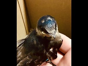 Purple Martin nestling on the ground, and how to save them!