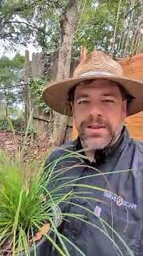 Pennsylvania Sedge – Native Groundcover for Sun or Shade | ServeScape