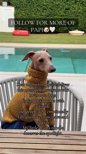 Iggy parents unite!🐶🤍 PLEASE REPOST SO IT CAN REACH A LARGER AUDIENCE! #greyhound #dogtok #dogsoftiktok #dog #fyp