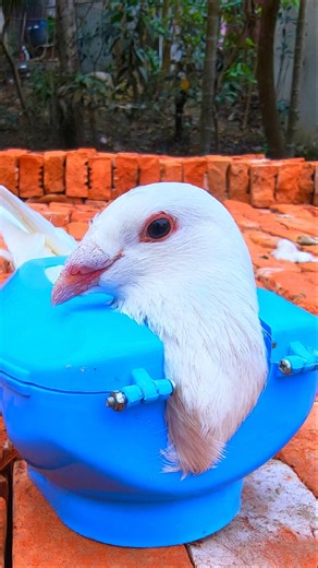 E CAP 400 medicine calcium pigeon health Care #pigeon #birds #kalapati