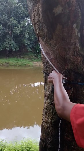 6.8K views · 14 reactions | Old rubber tree back side cutting rubberfarming. #rubbertree #rubbertapping #reelsviral #fyp #fbreelsfypシviralシ | Fruit cutting original | Facebook