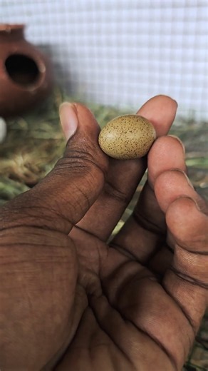 Button Quail Breeding Begins! First Egg Laid 🥚#ButtonQuail #ButtonQuailEgg #Quail #BirdBreeding #pet