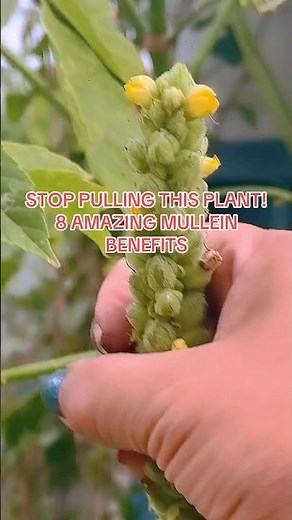 8 Reasons to Grow Mullein #Mullein #Gardening #MedicinalPlants #GrowWithFlor #florgenargue