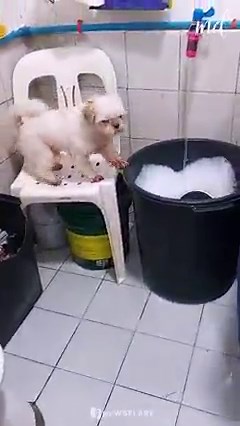 2.8M views · 148K reactions | Pet Shih Tzu having the time of her life taking a bubble bath  | MetDaan Animals | Facebook