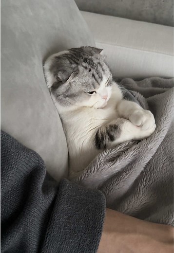手を繋がないと眠れない猫の癒し動画