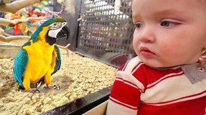 4.8K views · 165 reactions | NEW FAMiLY PET!!!! Surprising Adley and...