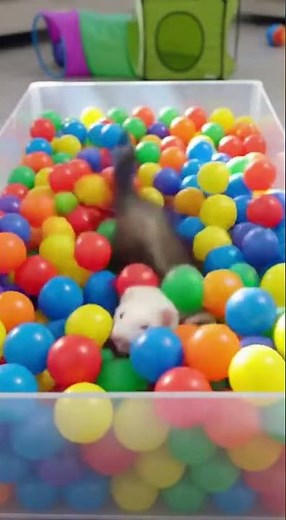 Fun-filled Ferret Antics in Colorful Play Tunnels