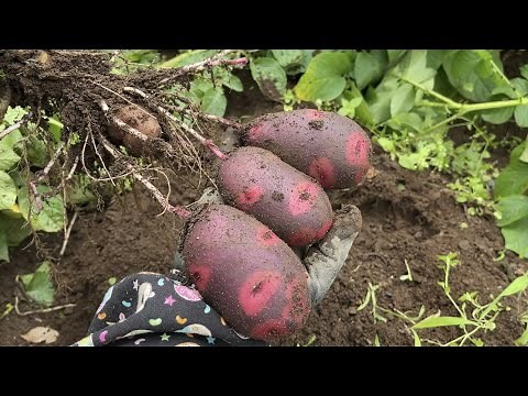 【ジャガイモ栽培】デストロイヤーなど珍しいジャガイモの収穫【農家の家庭菜園】