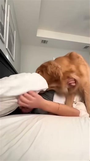 I play with my dog pet #doglove #cuteanimal #cutepet #cutepuppy #goldenretreivers #dogstagram #puppy