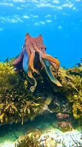 4.5K views · 210 reactions | Giant cuttlefish #diving #fishing #ocean #oceanlife | Bird Lover | Facebook