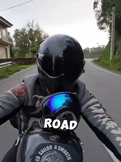 Dog Rides a Harley Like a Boss
