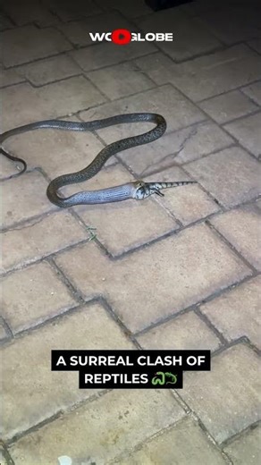 Snake vs Skink: Nature’s Harsh Reality Caught on Camera | WooGlobe