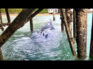 Young Pygmy Blue Whale Freed by Dismantling a Wharf