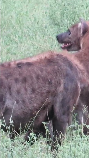 CRAZY HYENA SOUNDS! #Shorts #wildlife
