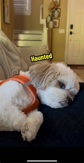 Dog's Hilarious Bathroom Nightmare: No Time for Rituals