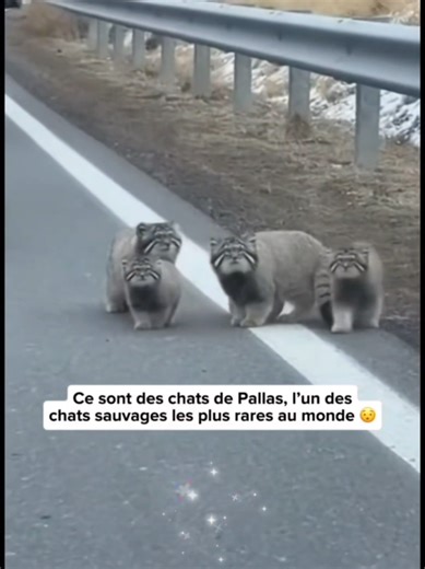 Vidéos de Luca-Kerberos (@luca_kerberos) avec оригинальный звук - svetlaya