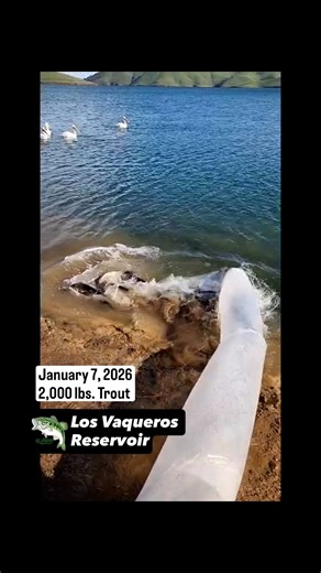 Los Vaqueros Reservoir on Instagram: "Trout Plant 🎣 2,000 lbs. 🎣 January 7, 2026 🎣 #LosVaquerosReservoir #TroutFishing #MtLassenTrout"