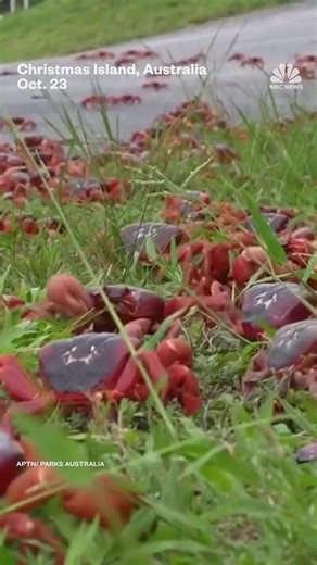 1M views · 11K reactions | Video shows tens of millions of crabs in Australia crawling to the ocean as part of their annual migration. | NBC News | Facebook