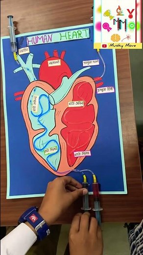 Human Circulatory System Model