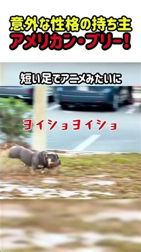 【ギャップ萌え】見た目はイカついのに…中身は甘えん坊すぎる犬種 #いぬ #犬 #ワンコ #犬動画 #アメリカンブリー #犬のいる暮らし #ギャップ萌え #面白い #面白動画 #かわいい #shorts