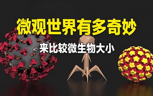从微生物大小比较，看令人惊人的微观的世界。