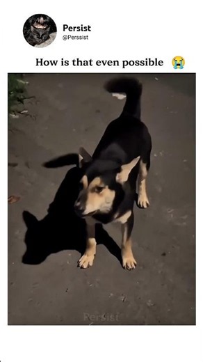 This dog forgot how to bark 🐶💀