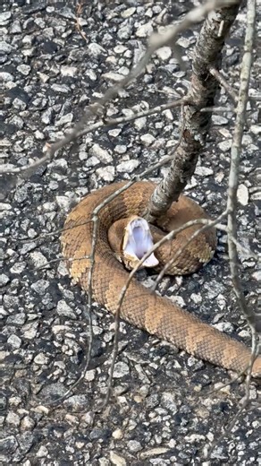 I helped a venomous cottonmouth water moccasin across the road | Adventures Into History