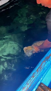 Cuttle fish😊😍 #post5reelsperdaychallenge #ordanalmodielollos #NightDiveSpearFishing #islandlife @highlight | Ordan Almodiel Ollos