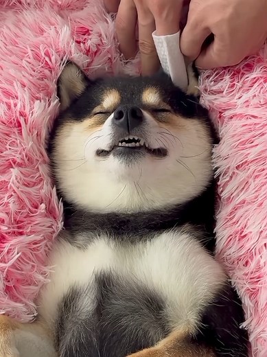 Dog Spa Day: Relaxing ASMR for Your Furry Friends