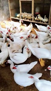 149K views · 3.4K reactions | Hewan peliharaan memahami manusia lebih baik daripada manusia #entok #entog #jumbo #manila #superan | Afrim | Facebook