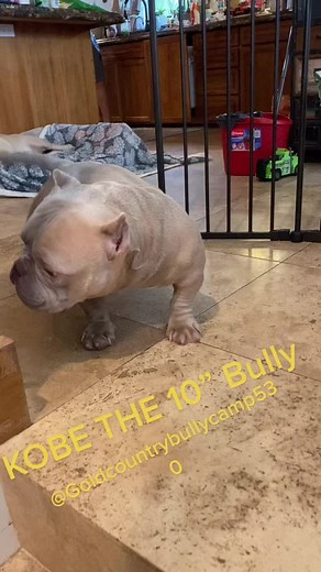 🥰🥰 Cutest dog ever 🥰🥰. Kobe the 10” Bully #kobe #bully #exotic #exoticbully #nano #nanobully #dogsofttiktok #puppiesoftiktok #dogs