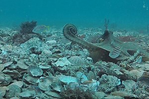 海中で貝殻を投げ合うタコたちの映像。なんでそんなことするの…？