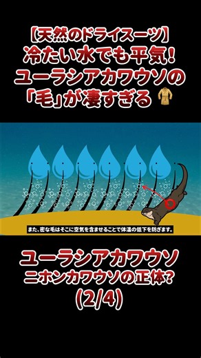 いきもの.com on Instagram: "【天然のドライスーツ】冷たい水でも平気！ユーラシアカワウソの「毛」が凄すぎる🧥 ニホンカワウソかもしれないユーラシアカワウソ。 しなやかな体で優雅に川を泳ぐユーラシアカワウソの生態や特徴について詳しく紹介します(2/4)。 ■ユーラシアカワウソの詳しい生態はこちら https://ikimonopedia.com/eurasian-otter/ ■日本最大の動物図鑑「いきもの.com」を運営しています https://ikimonopedia.com/ いきもの.comは、世界各国さまざまな生き物をご紹介する日本最大のいきもの図鑑です。 それぞれの生き物について、生息地や食べるもの、その生き物ならではの特徴など、画像や動画と共に、他にはないほど詳しく解説しています。 ■YouTube https://www.youtube.com/channel/UCuqg83voscR-DhThcEEQfxw ■Instagram https://www.instagram.com/ikimonocom/ ■Tiktok https://www.ti