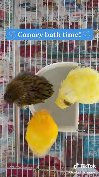 Colorful Canary on TikTok