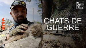 Le dessous des images - Chats de guerre - Regarder l’émission complète