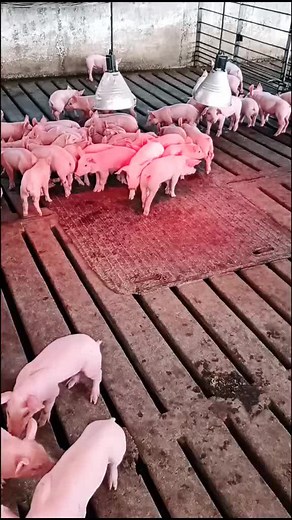 Destete #rancho #granja #parati #fyp #foryou