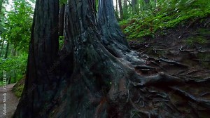 Abstract gnarly tree roots and trunk of ancient redwood trees, Muir Woods, Cali