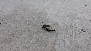 8.7K views · 305 reactions | New broom looks great ~Guarantor Ginny | Harry Potter Memes | Facebook