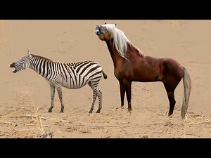 The insane crossbreed of a horse and a zebra! See what happened!