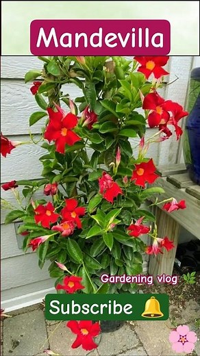 🌸 Mandevilla Vine 🌿 | A Must-Have Flowering Climber for Every Garden 🌺 🌿 #mandevilla