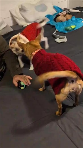 1K views · 31 reactions |  Petey — the 11-pound fashionista who’s...