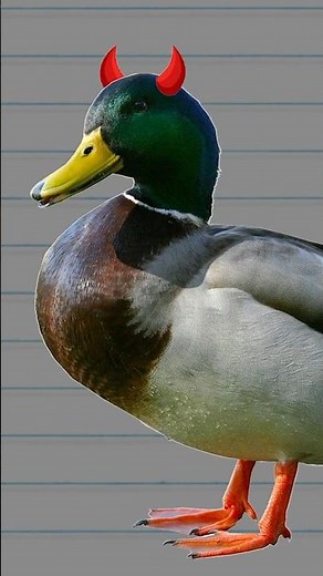 Demon Ducks