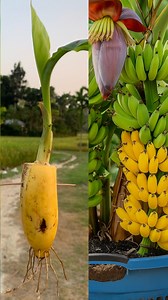 Simple way to growing Banana plant | Fast rooting method in this video #viral | Diy King