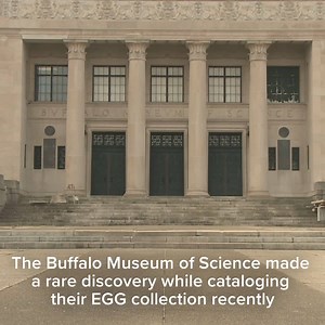 42K views · 510 reactions | A rare and exciting discovery has been made at the Buffalo Museum of Science - the egg of an extinct elephant bird found in a storage room! Details online: https://on.wgrz.com/2HreJPb | WGRZ - Channel 2, Buffalo | Facebook